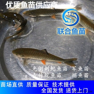 光倒刺鲃鱼苗广州鱼苗淡水 光倒刺鲅鱼苗 坑娟鱼苗 光眼鱼苗优质服务