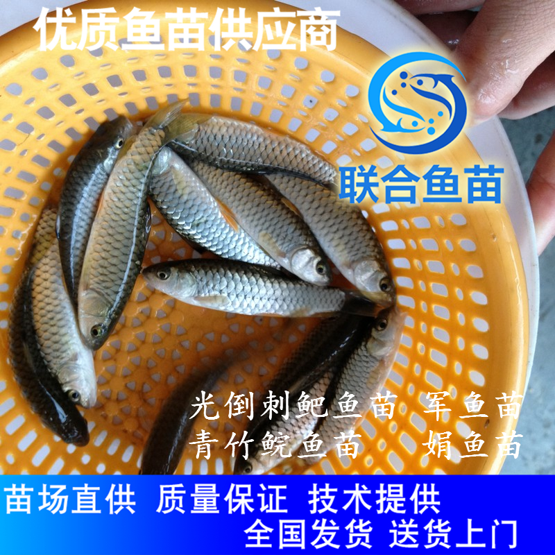 光倒刺鲃鱼苗广州鱼苗淡水 光倒刺鲅鱼苗 坑娟鱼苗 光眼鱼苗优质服务