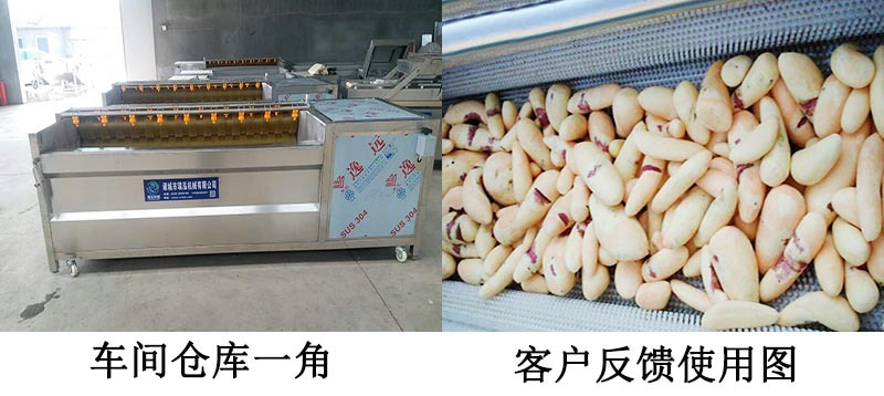 加工定制猪蹄清洗机 芥菜头毛辊清洗机 连续式大型猪脚清洗设备示例图14