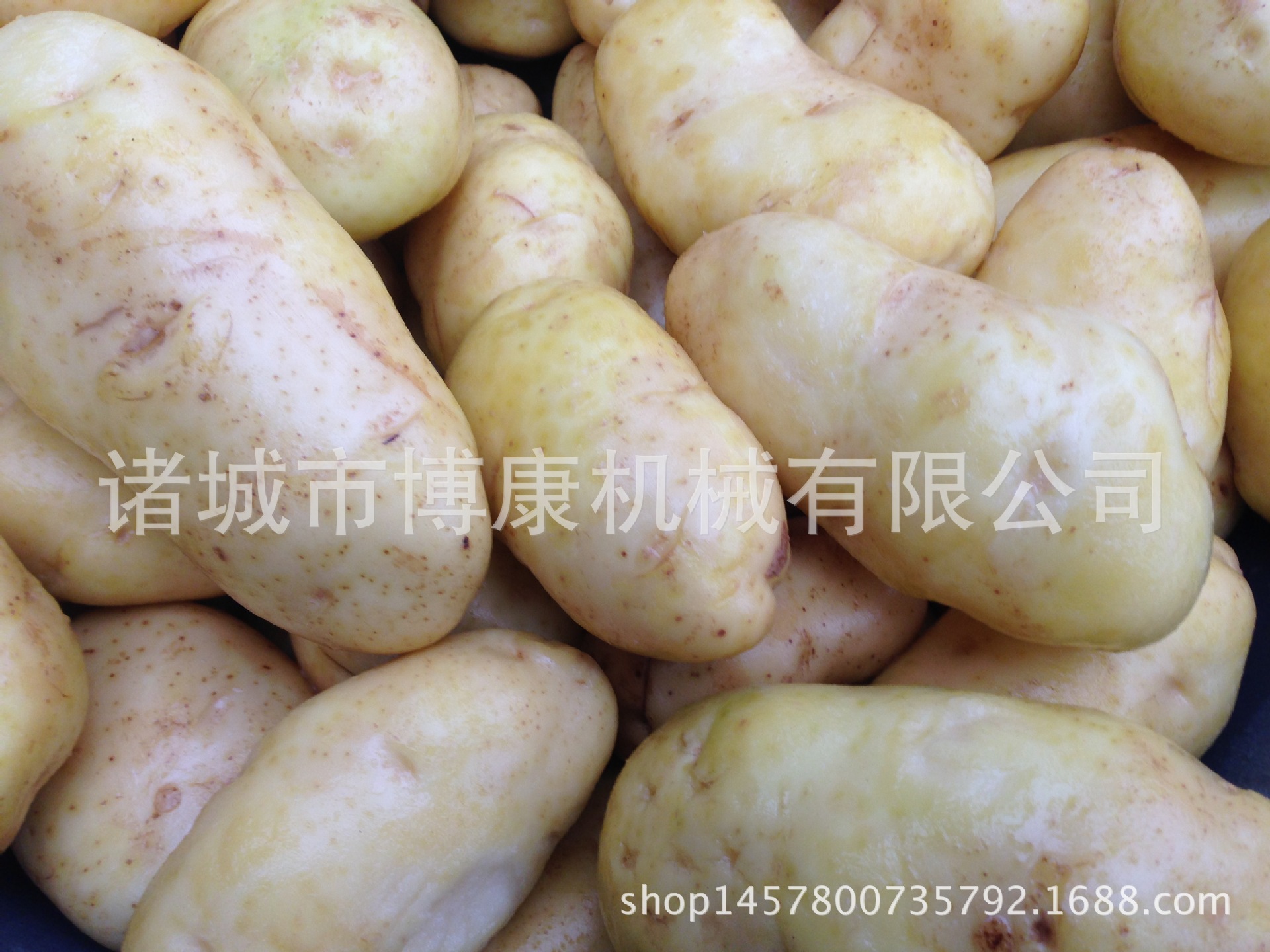 【博康直销】土豆清洗设备、马铃薯、萝卜、芋头清洗去皮设备示例图1